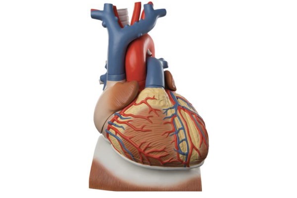 model serca i przepony, 3 razy powiększony, 10 części - 3b smart anatomy - 1008547 [vd251] 3b scientific modele anatomiczne 2